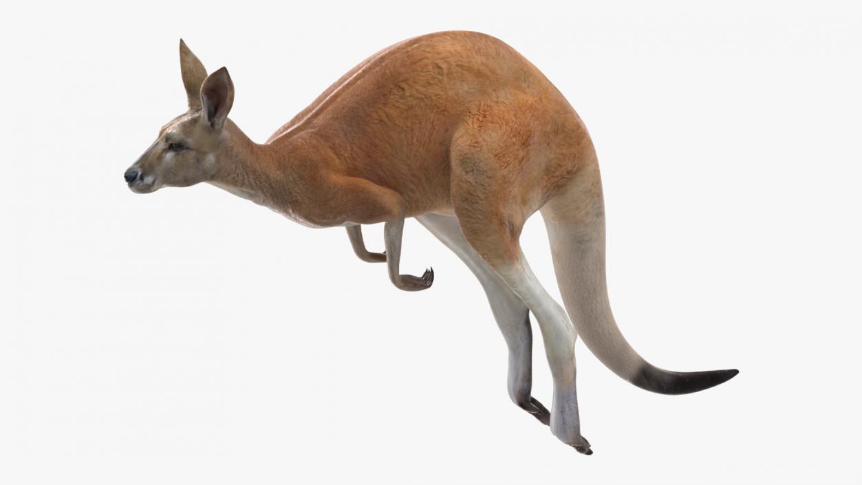 3D model Kangaroo in Motion 2