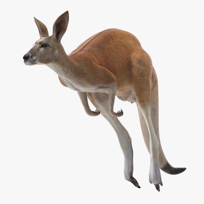 3D model Kangaroo in Motion 2