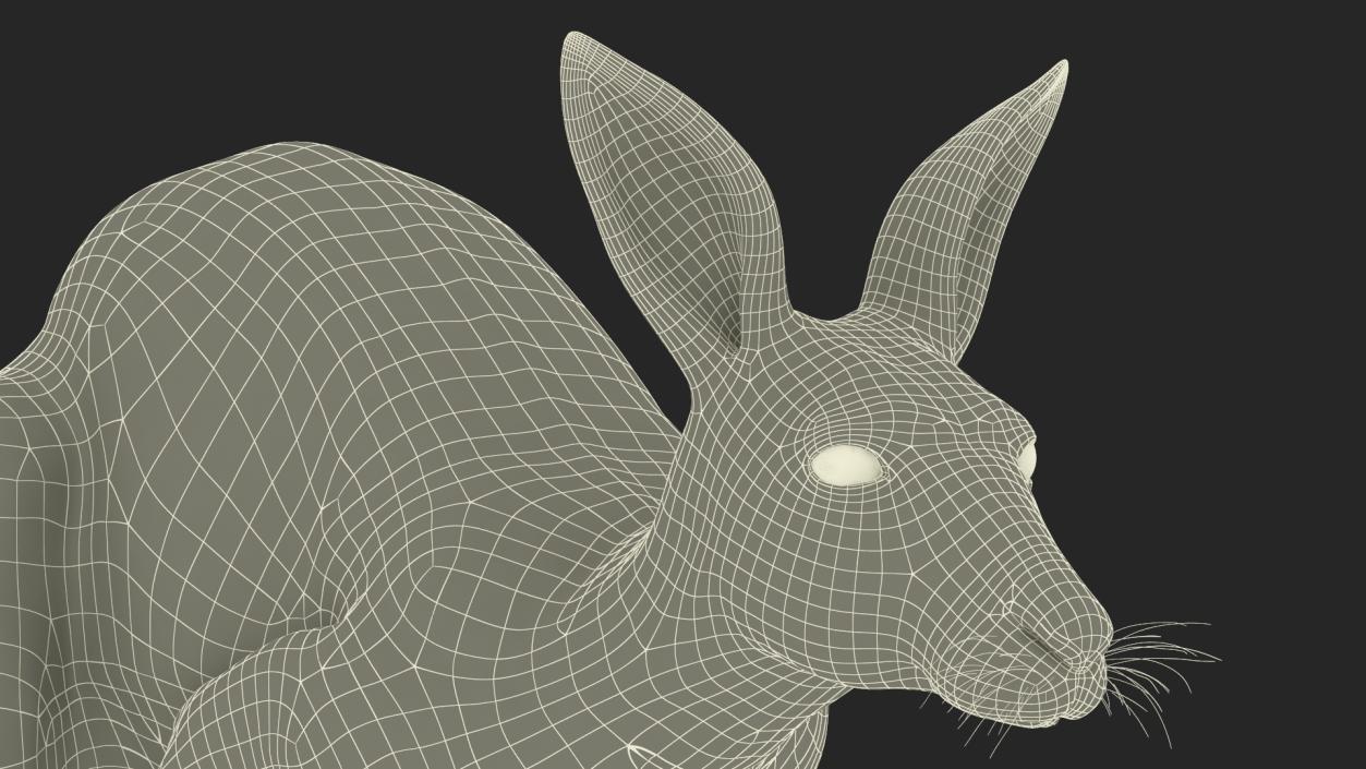 3D model Kangaroo in Motion 2