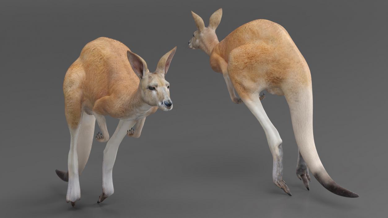 3D model Kangaroo in Motion 2