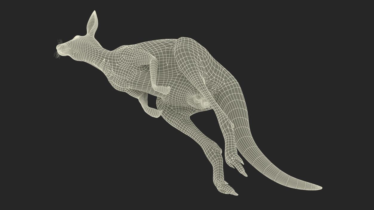 3D model Kangaroo in Motion 2