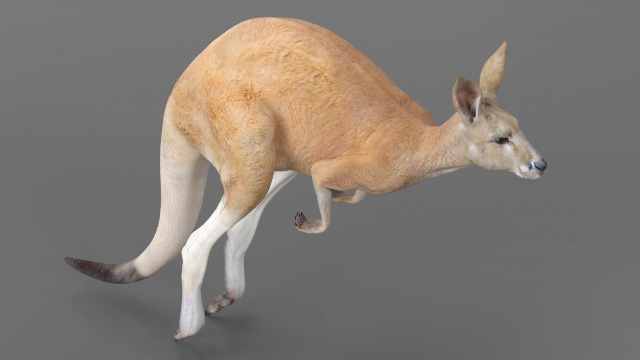 3D model Kangaroo in Motion 2