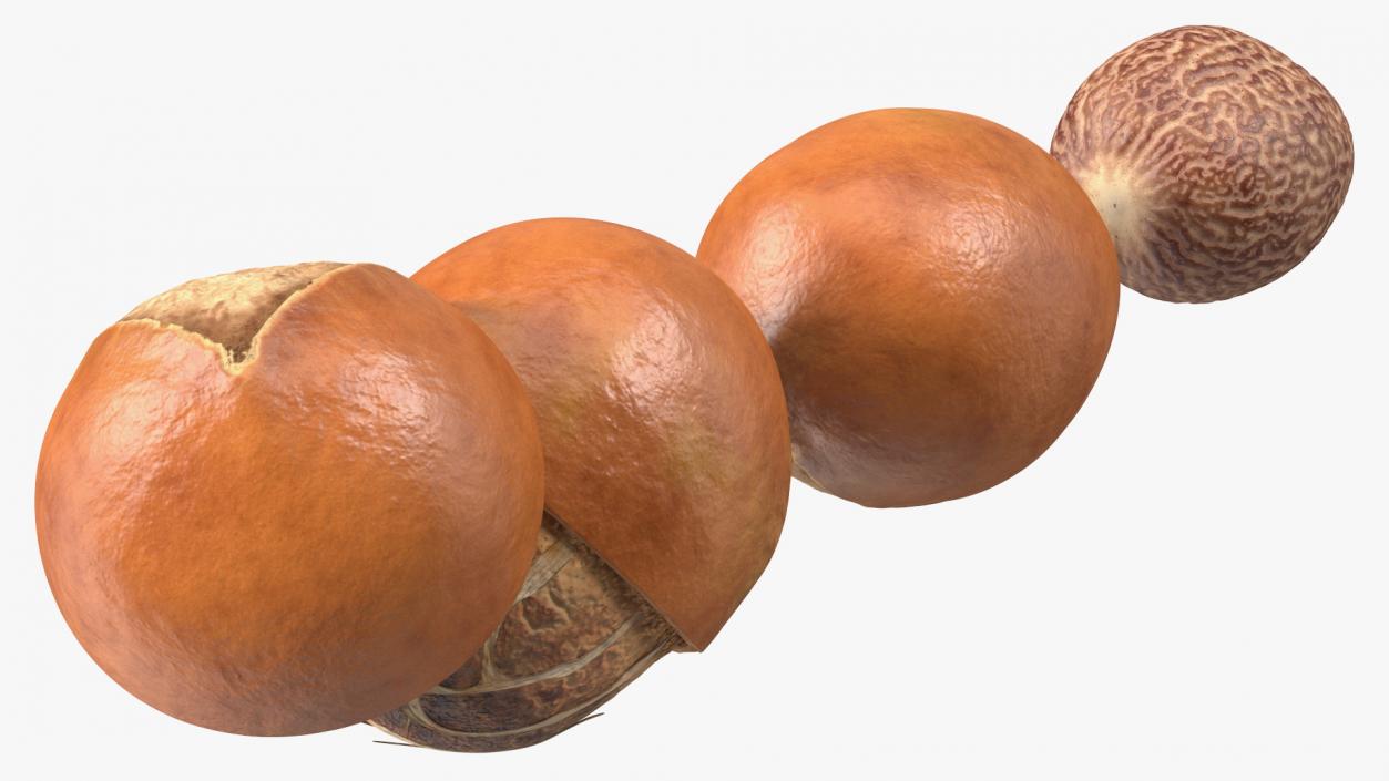 3D Shea Nuts Set model