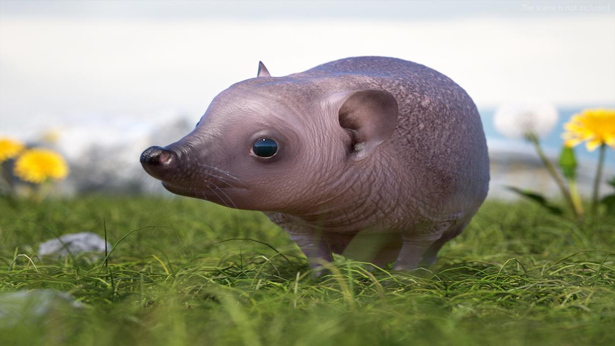 3D Land Mammals Collection model