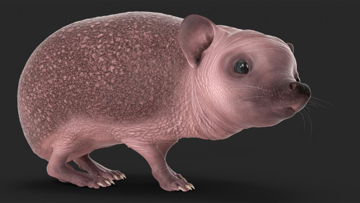 3D Land Mammals Collection model