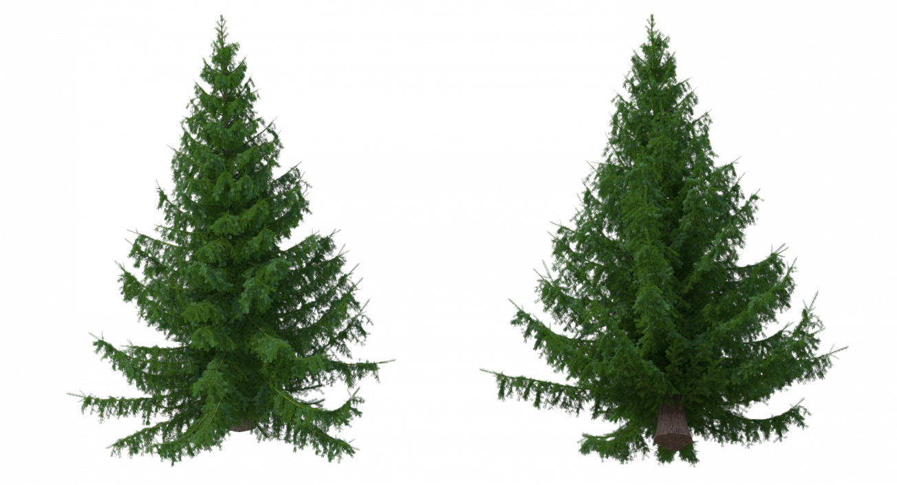 Serbian Spruce 3D model