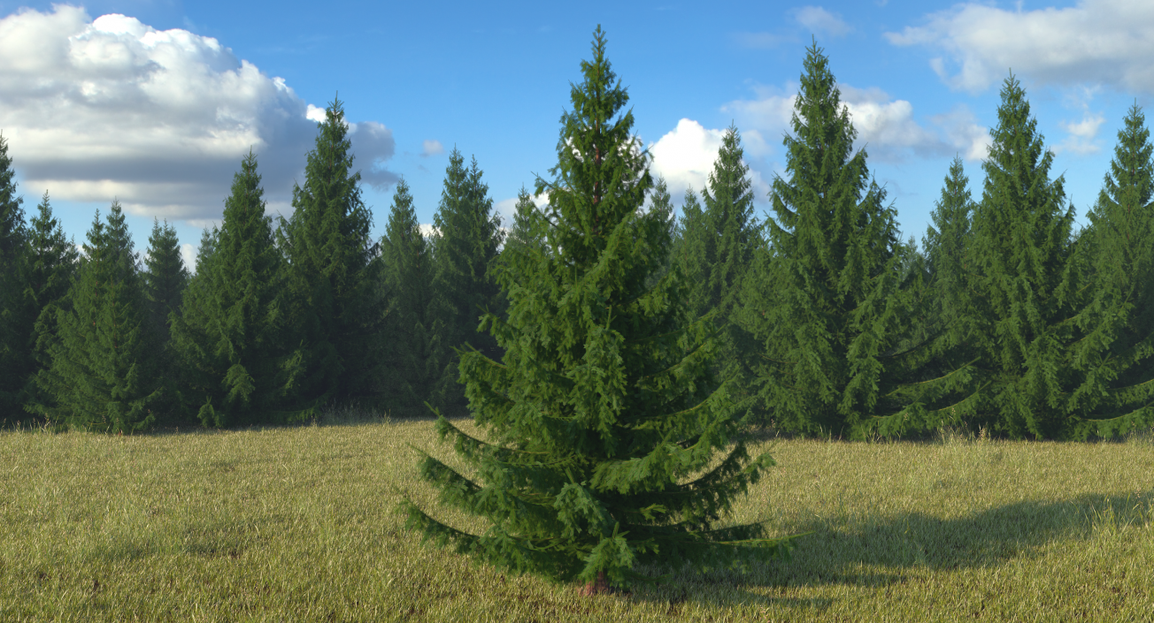 Serbian Spruce 3D model