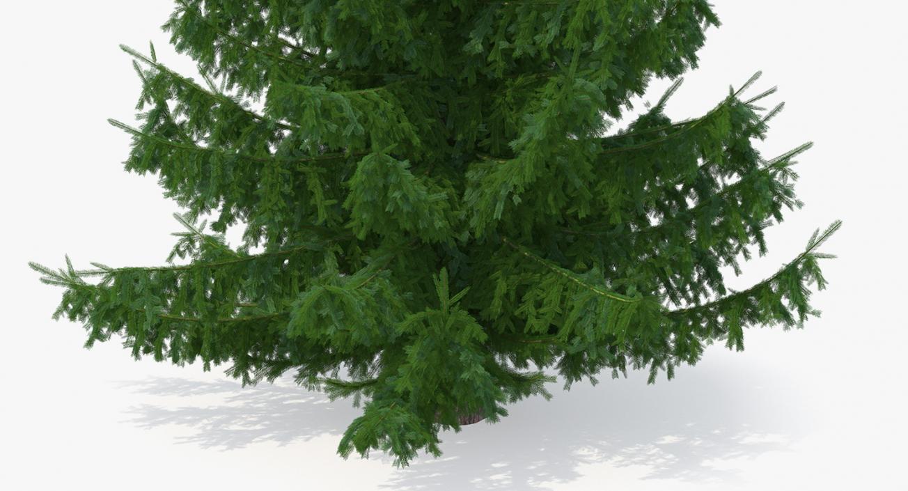 Serbian Spruce 3D model