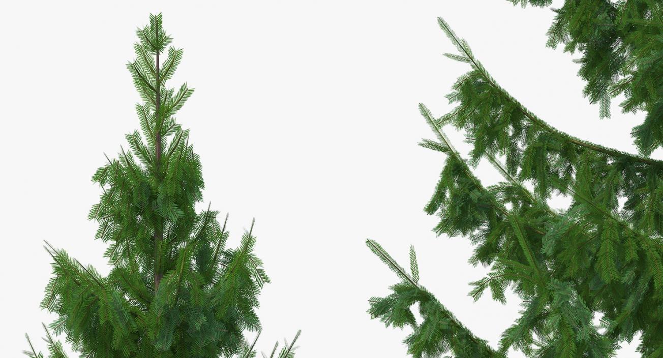 Serbian Spruce 3D model