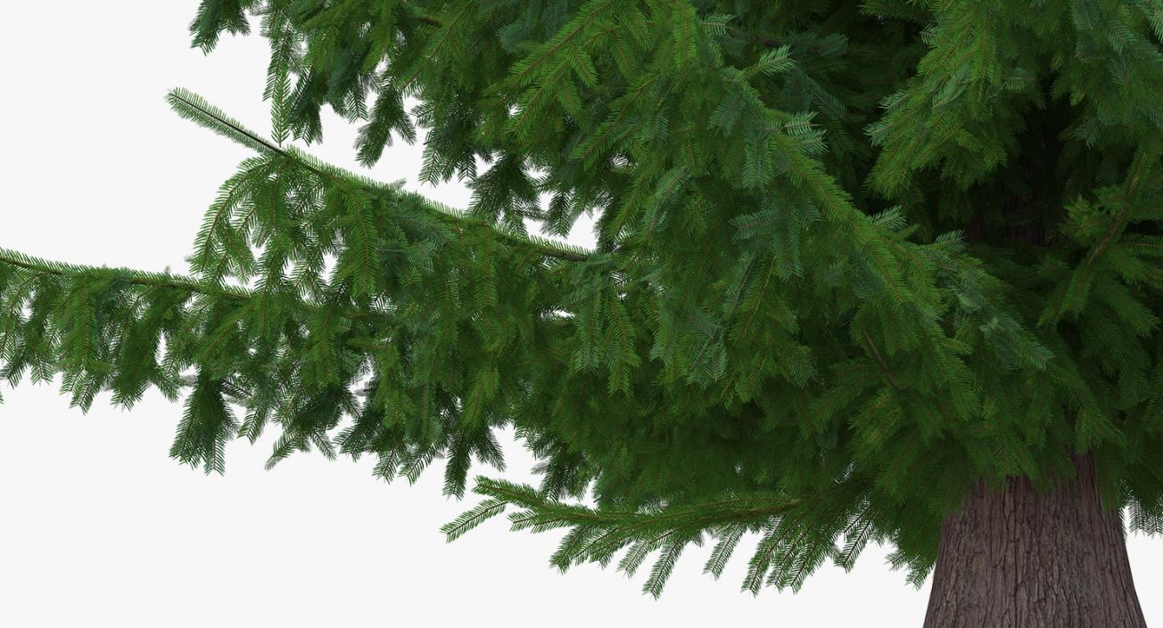 Serbian Spruce 3D model