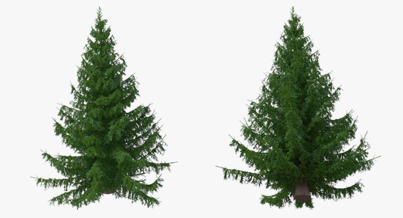 Serbian Spruce 3D model