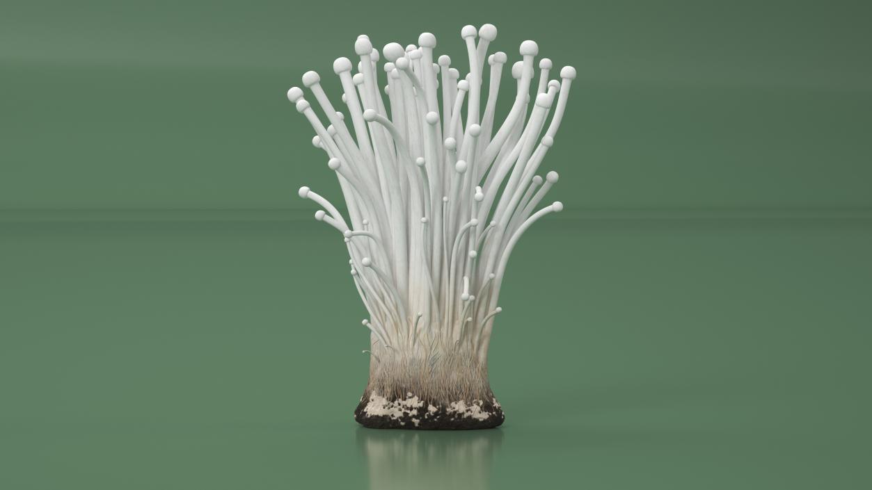 3D Enokitake 2