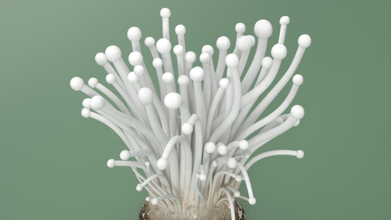 3D Enokitake 2