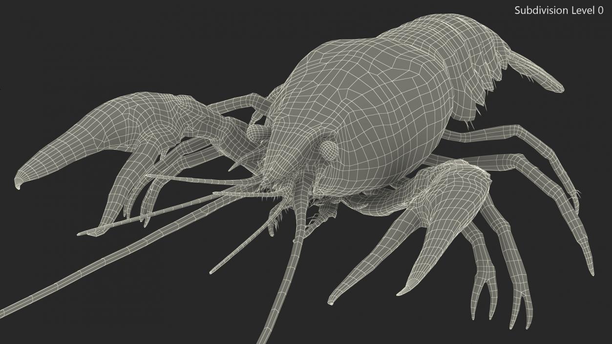 Paranephrops Rigged 3D model