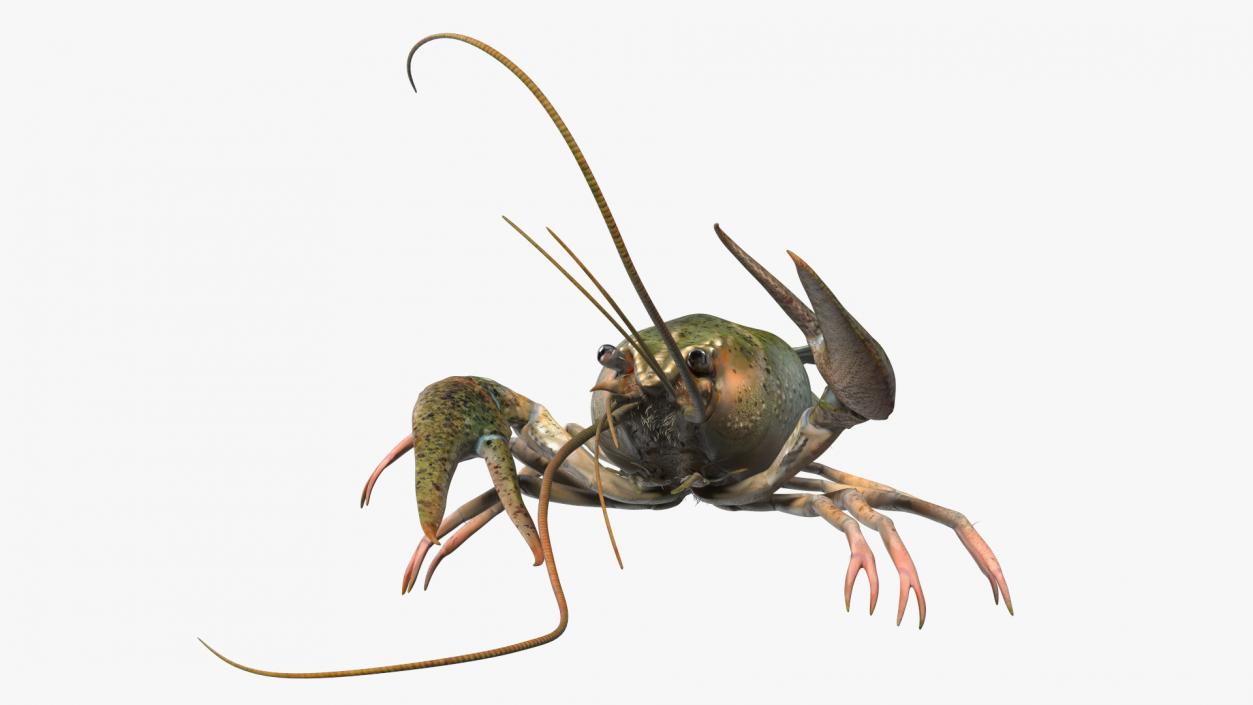 Paranephrops Rigged 3D model