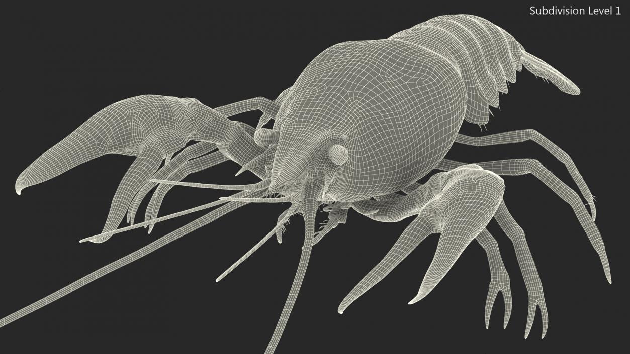 Paranephrops Rigged 3D model