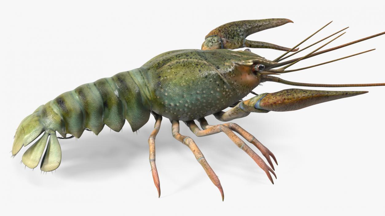 Paranephrops Rigged 3D model