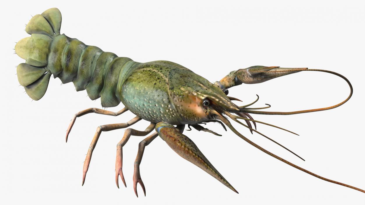 Paranephrops Rigged 3D model