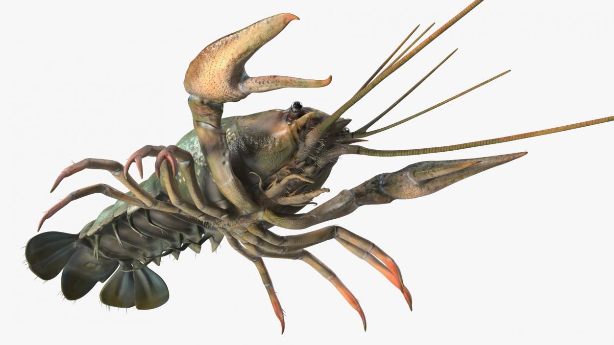 Paranephrops Rigged 3D model