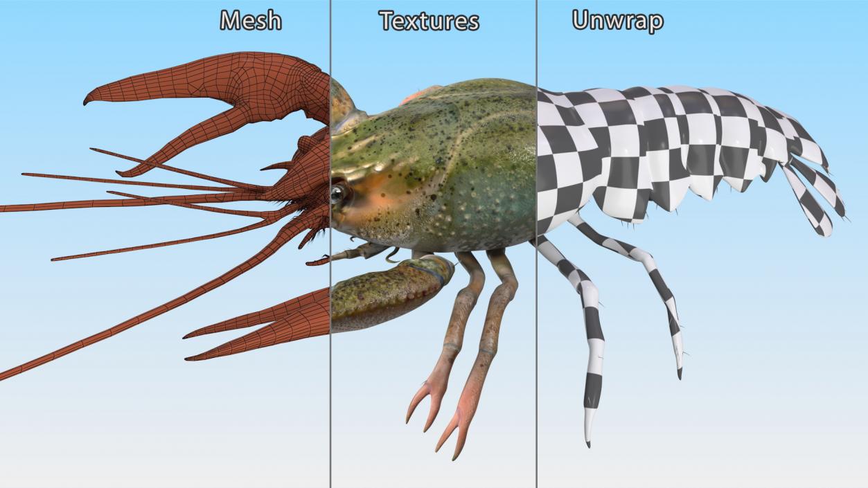 Paranephrops Rigged 3D model