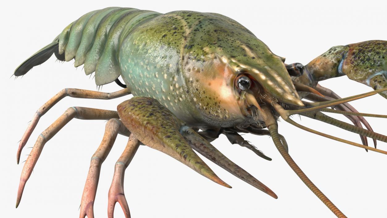 Paranephrops Rigged 3D model