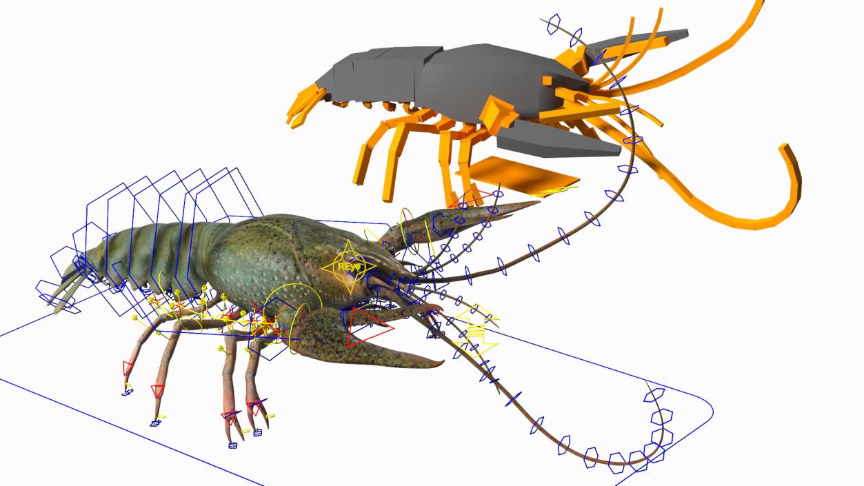 Paranephrops Rigged 3D model