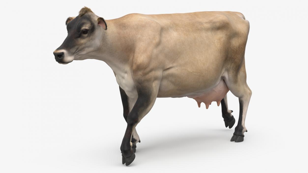 3D Mini Cow Goes Beige Fur model