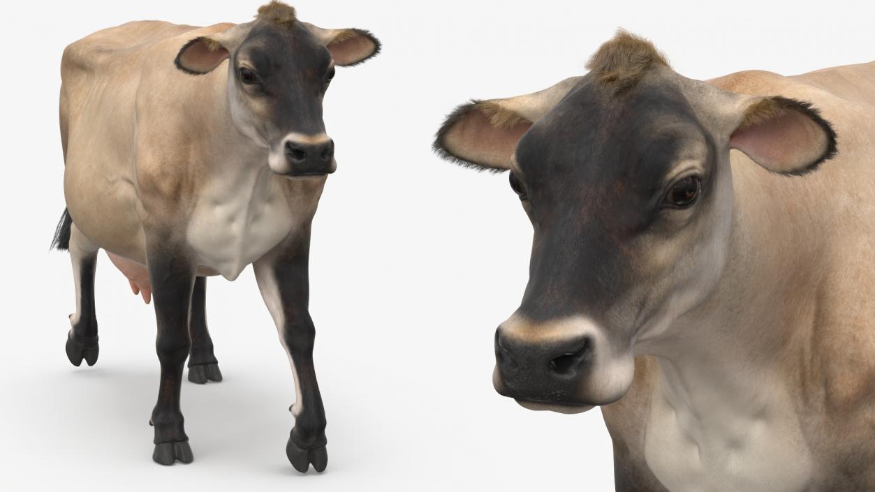 3D Mini Cow Goes Beige Fur model