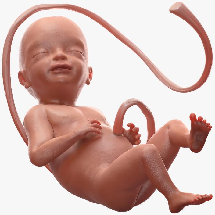 3D model Human Fetus at 24 Weeks Rigged