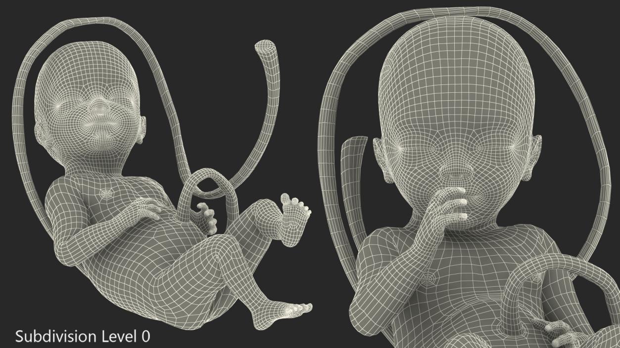 3D model Human Fetus at 24 Weeks Rigged