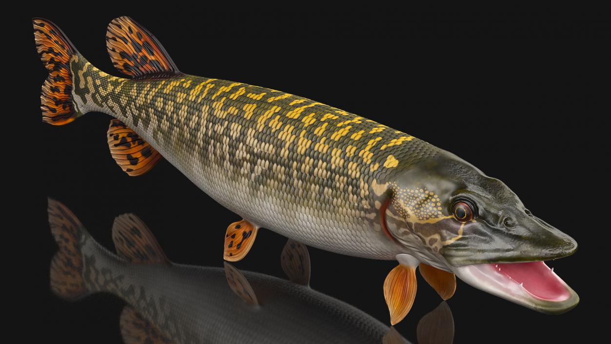 3D Northern Pike model