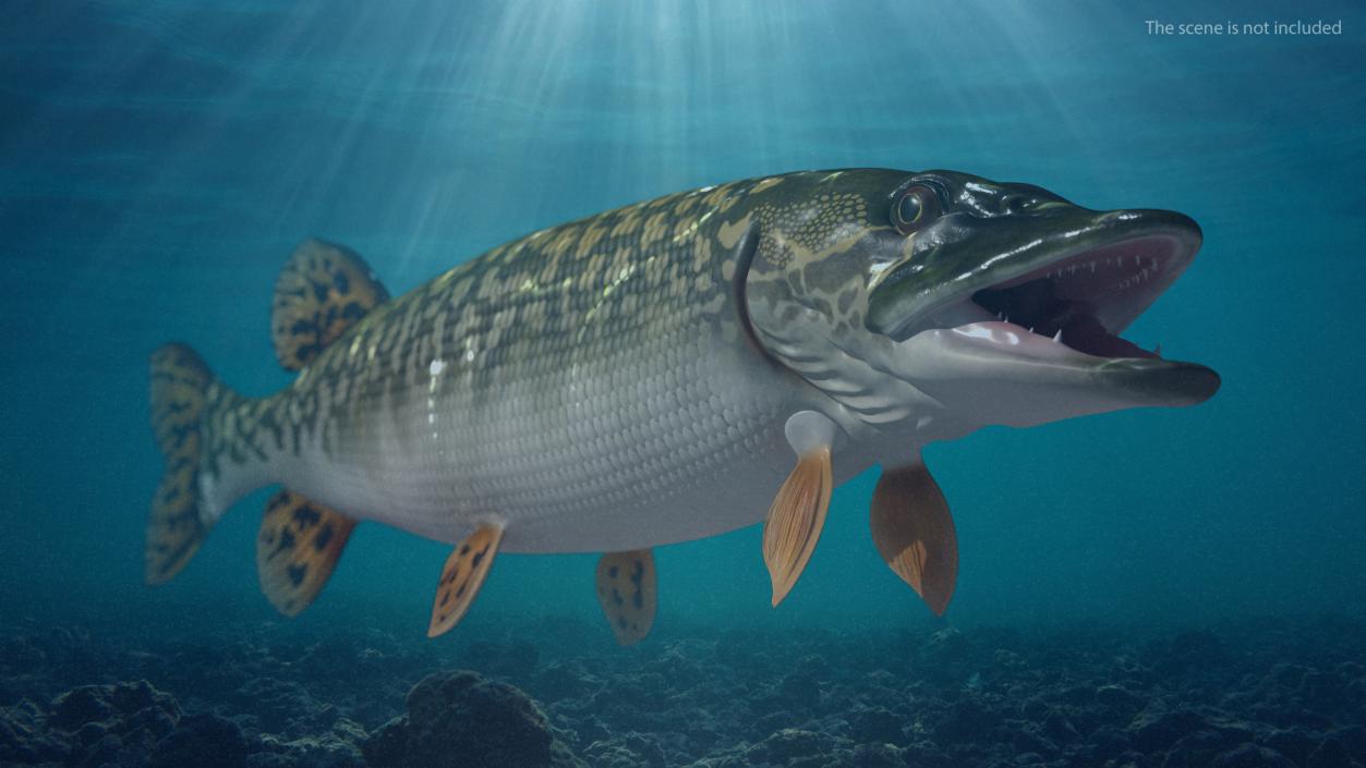 3D Northern Pike model