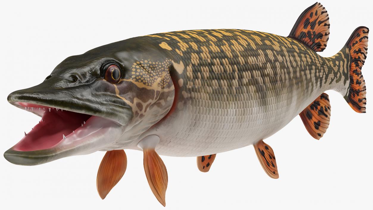 3D Northern Pike model