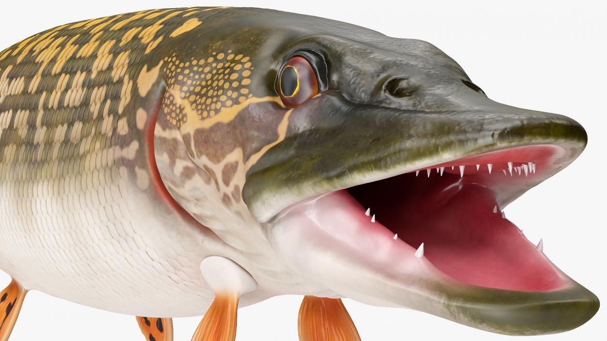 3D Northern Pike model