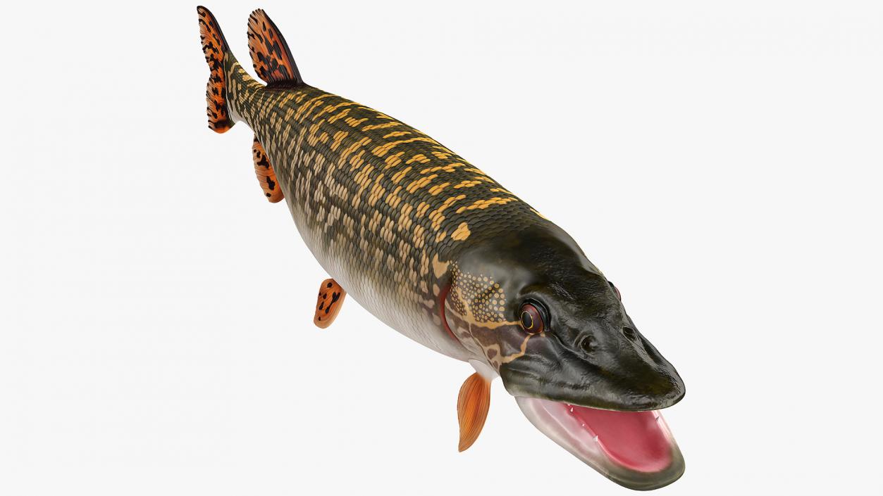 3D Northern Pike model