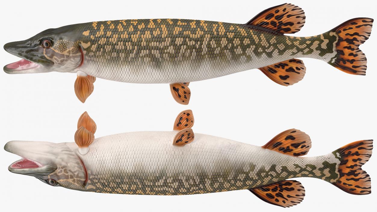 3D Northern Pike model