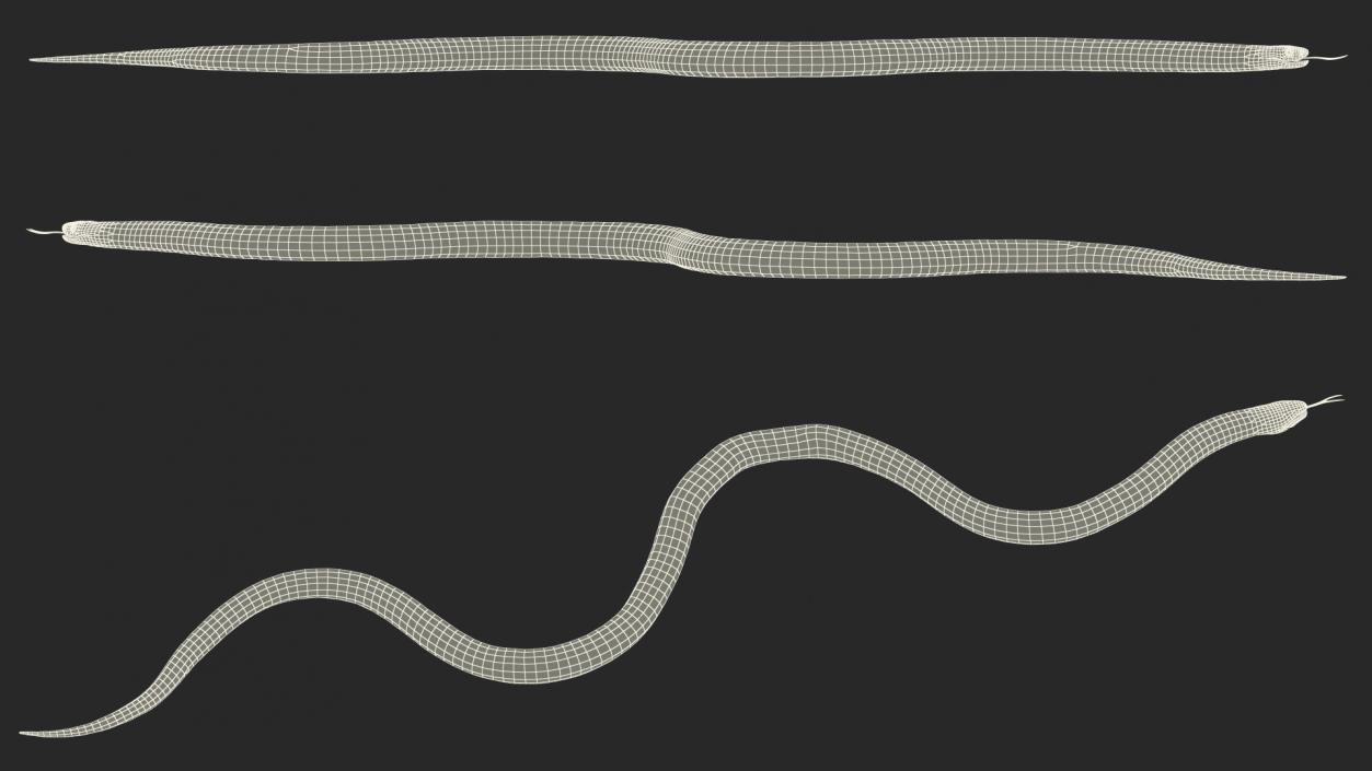 3D Eastern Kingsnake Rigged for Maya model