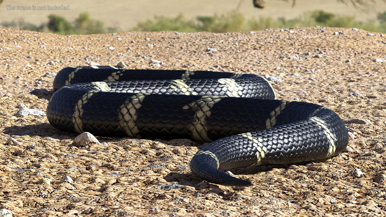 3D Eastern Kingsnake Rigged for Maya model