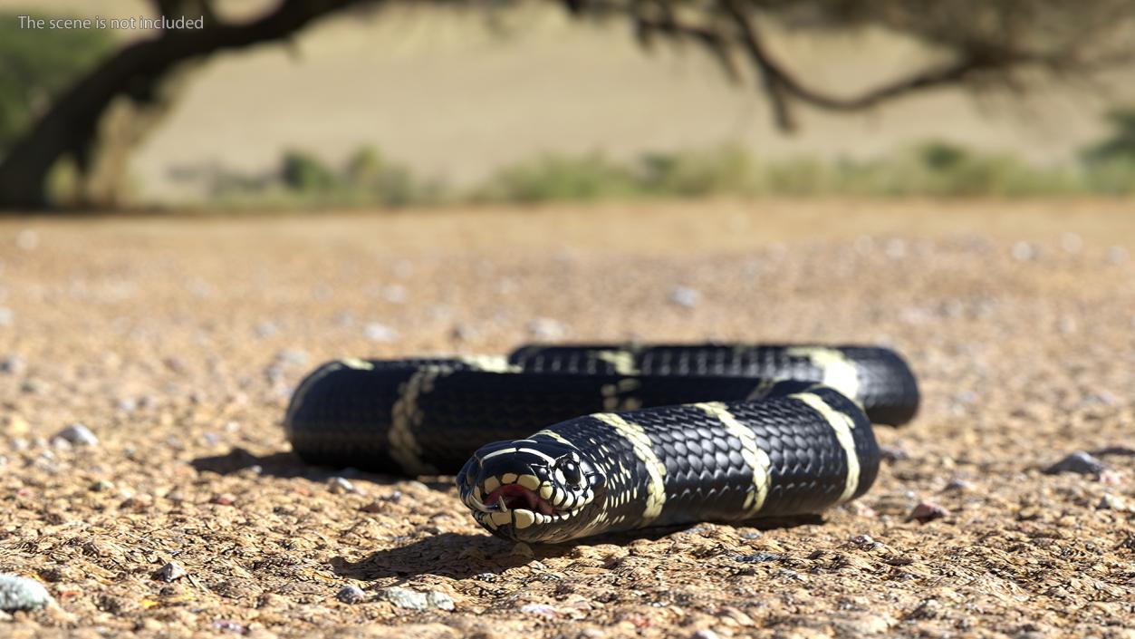 3D Eastern Kingsnake Rigged for Maya model