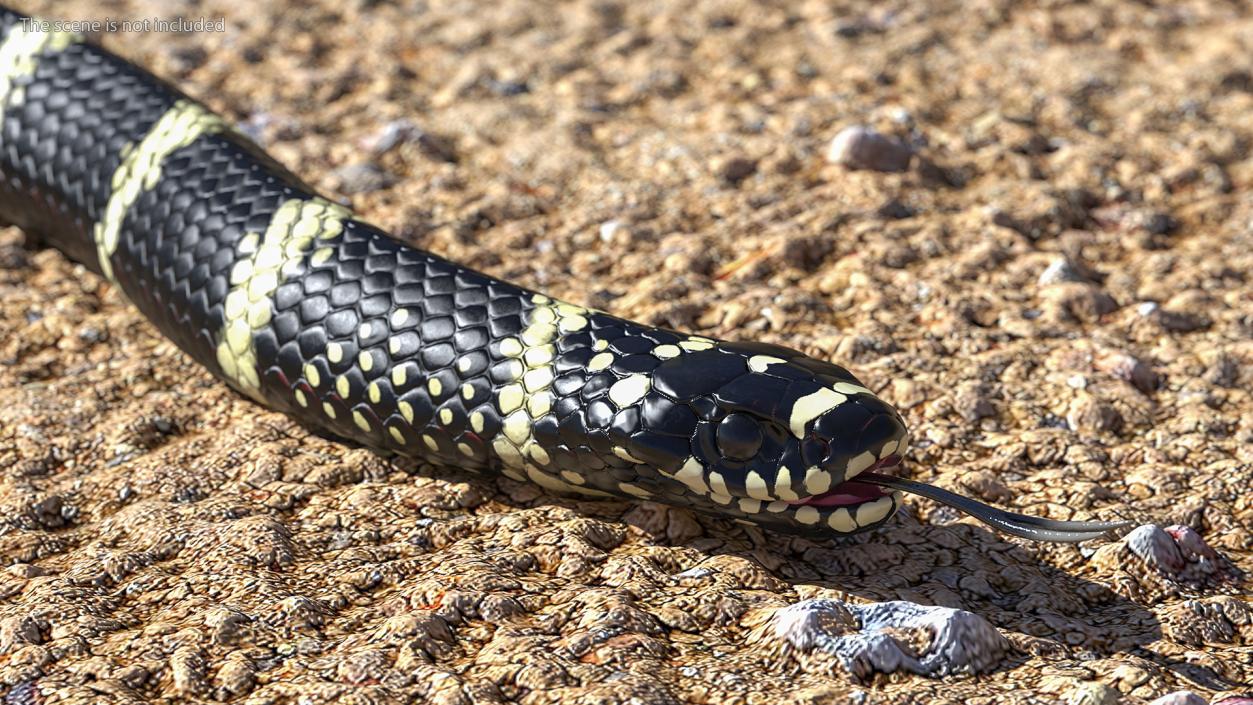 3D Eastern Kingsnake Rigged for Maya model