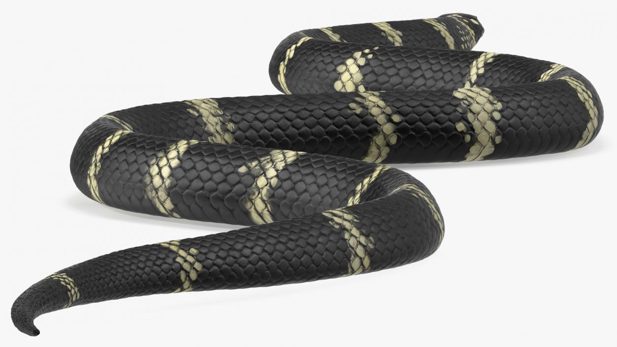 3D Eastern Kingsnake Rigged for Maya model