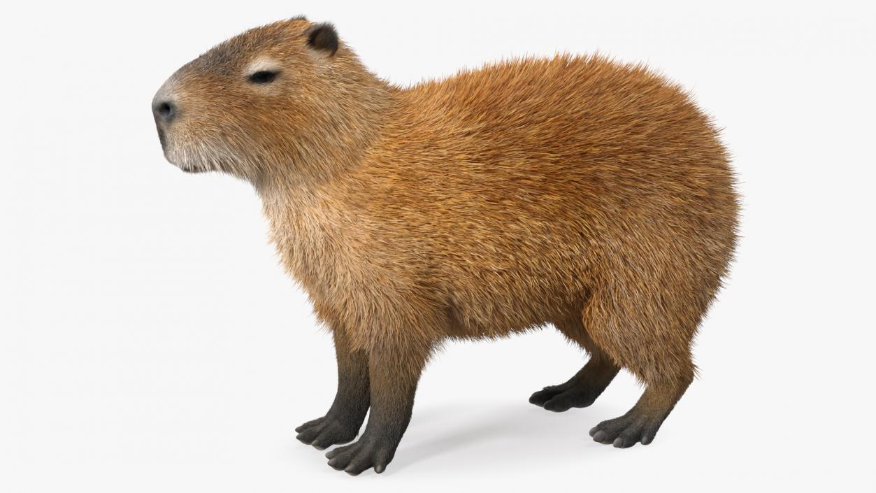 Capybara Fur 3D