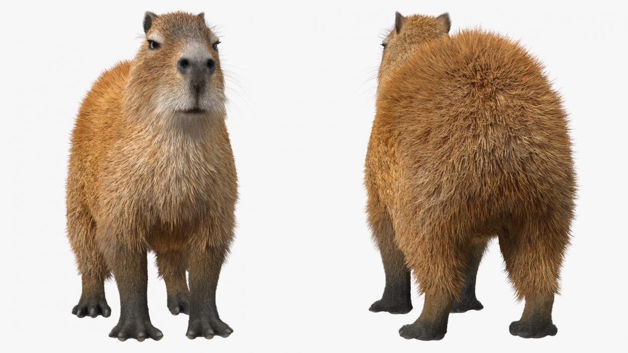 Capybara Fur 3D