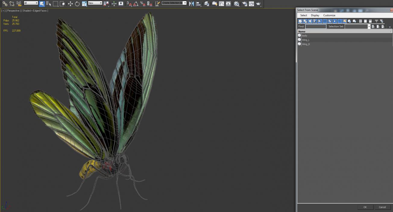 3D Butterfly Ornithoptera Alexandrae model