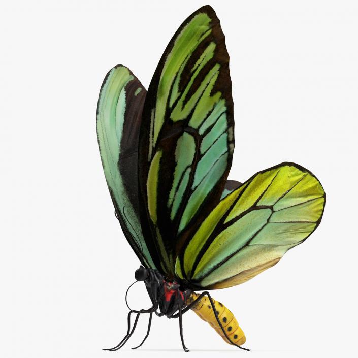 3D Butterfly Ornithoptera Alexandrae model