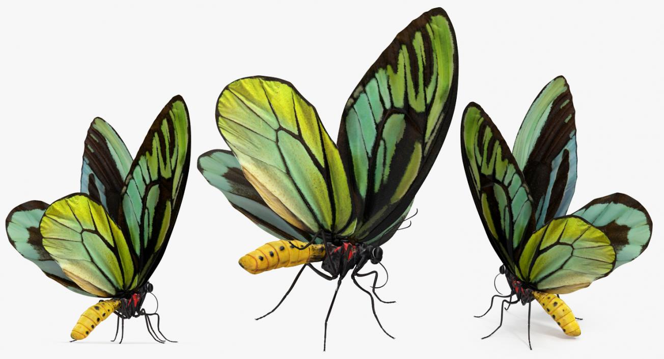 3D Butterfly Ornithoptera Alexandrae model