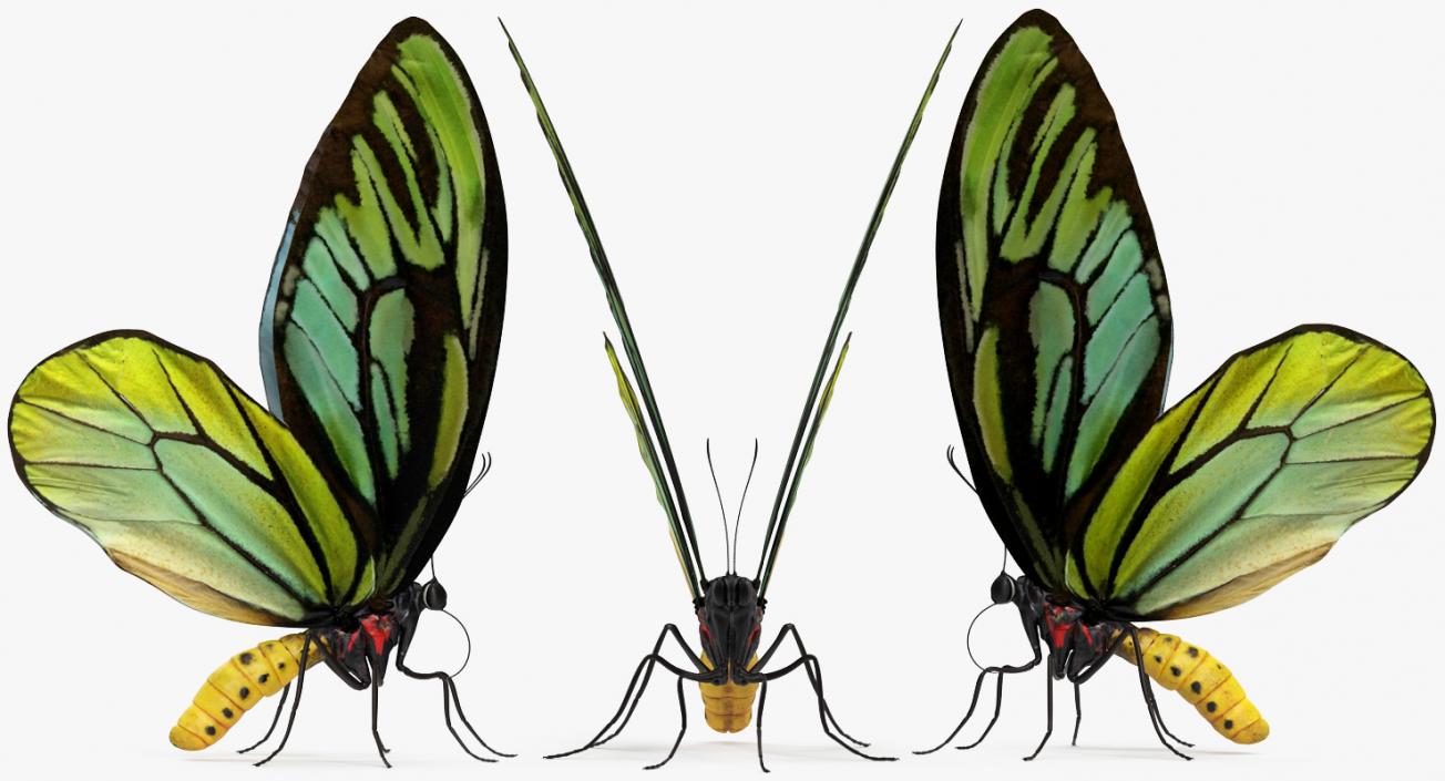 3D Butterfly Ornithoptera Alexandrae model