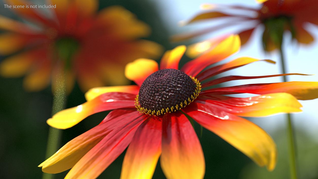 3D Black Eyed Susan Rudbeckia Hirta Flower Orange