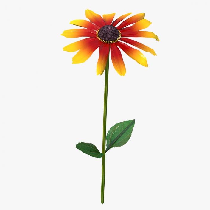 3D Black Eyed Susan Rudbeckia Hirta Flower Orange