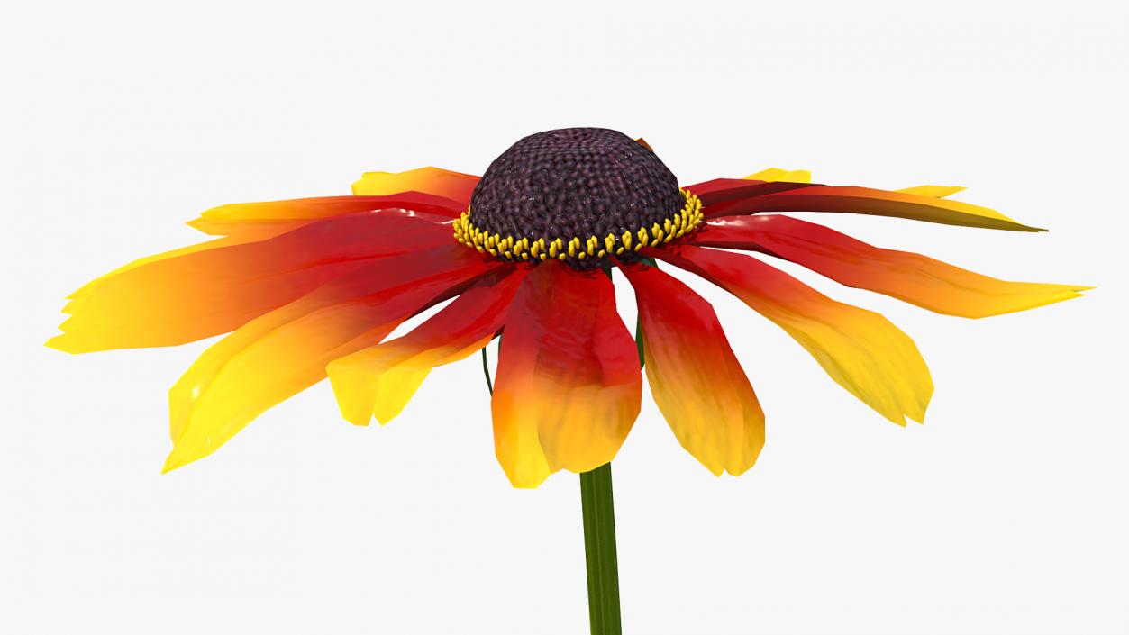 3D Black Eyed Susan Rudbeckia Hirta Flower Orange